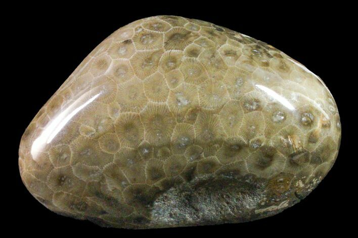 Polished Petoskey Stone (Fossil Coral) - Michigan #162068